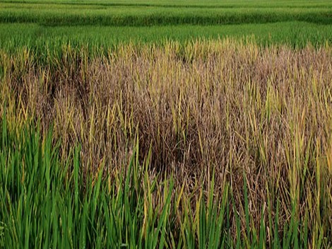 পোকার ছবি ১