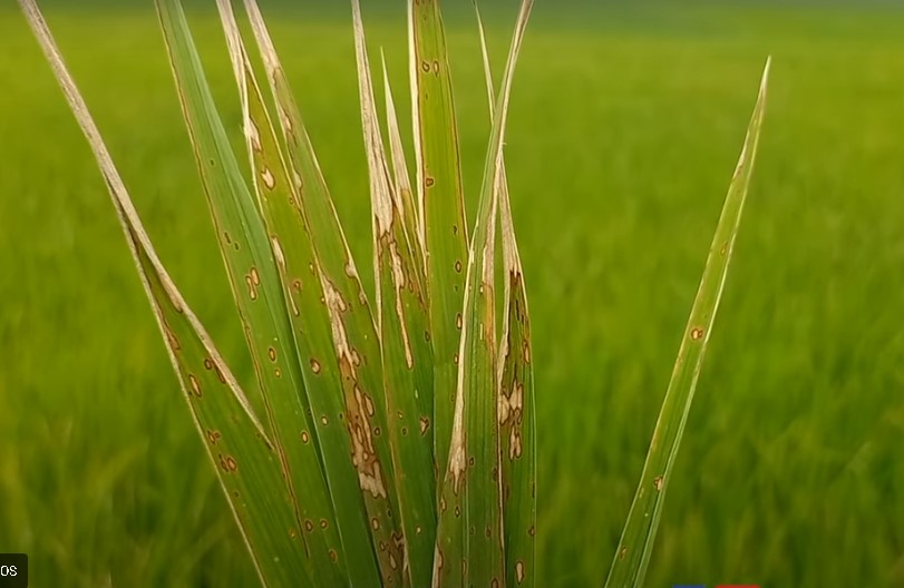 পোকার ছবি ৩