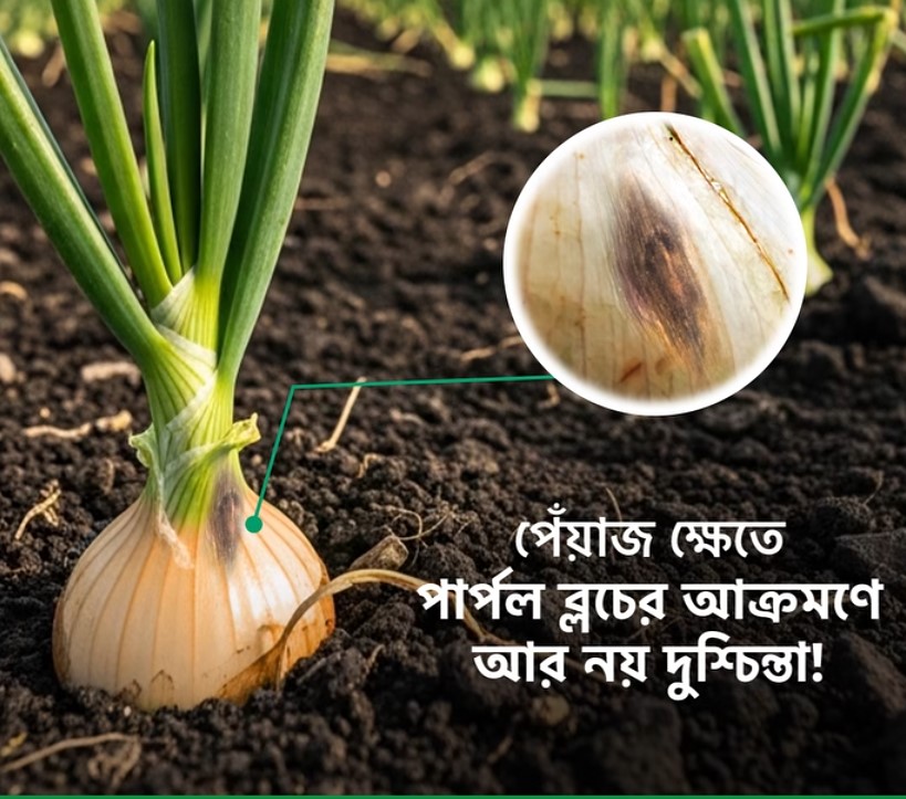 পোকার ছবি ২