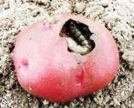 পোকার ছবি ১