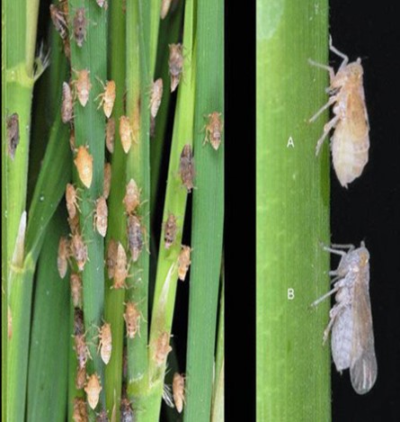 পোকার ছবি ২