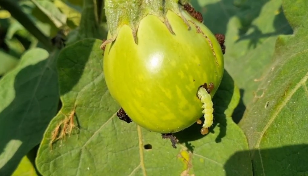 পোকার ছবি ২