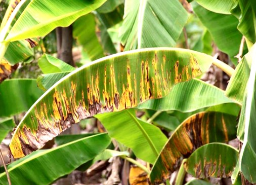 পোকার ছবি ১