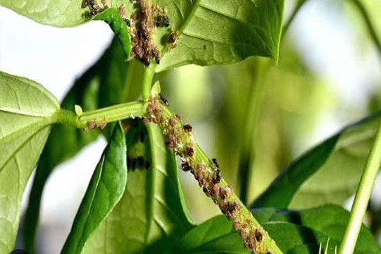 পোকার ছবি ৪