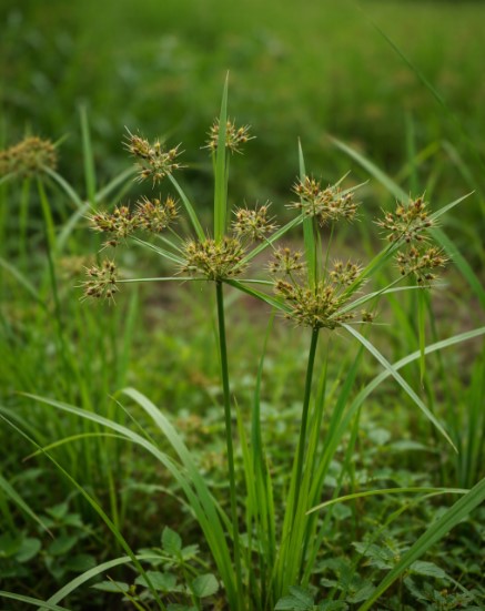 পোকার ছবি ২