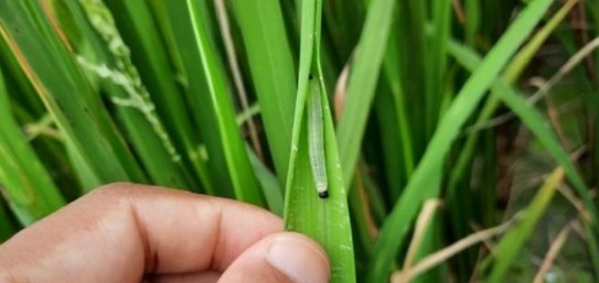 পোকার ছবি ২