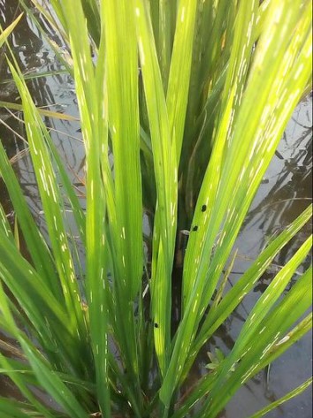 পোকার ছবি ১