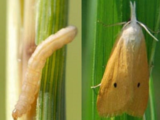 পোকার ছবি ১