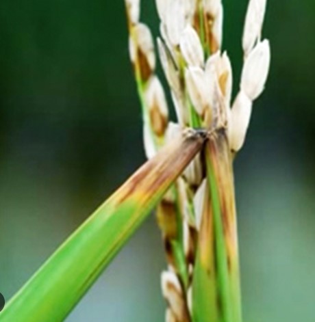 পোকার ছবি ৪