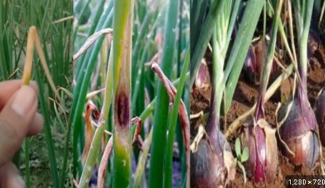 পোকার ছবি ১