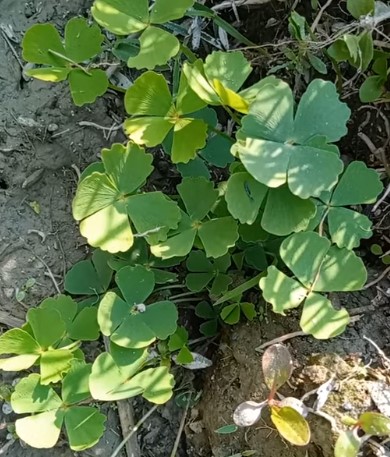 পোকার ছবি ১