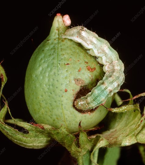 পোকার ছবি ১