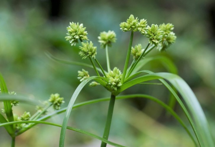 পোকার ছবি ৩