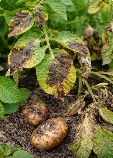 পোকার ছবি ২