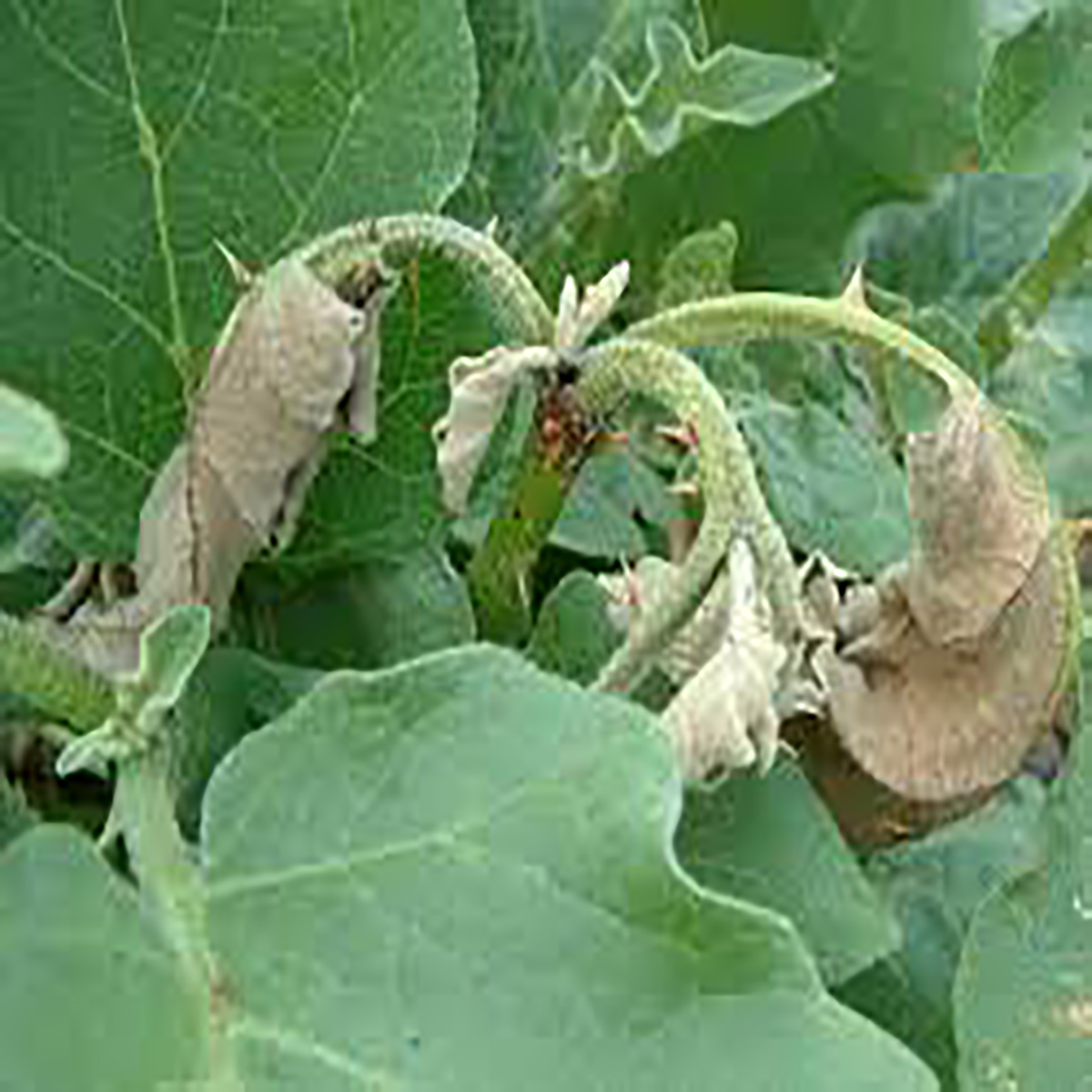 পোকার ছবি ৩