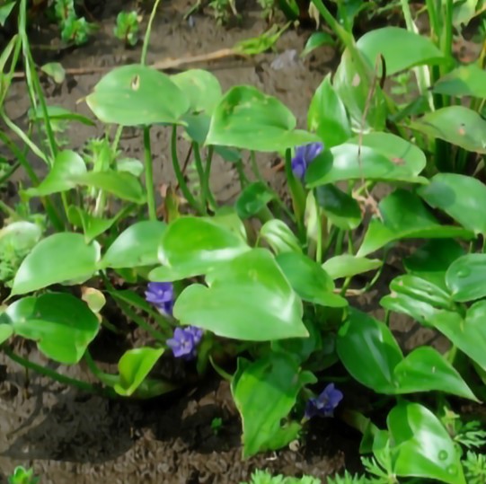 পোকার ছবি ৪