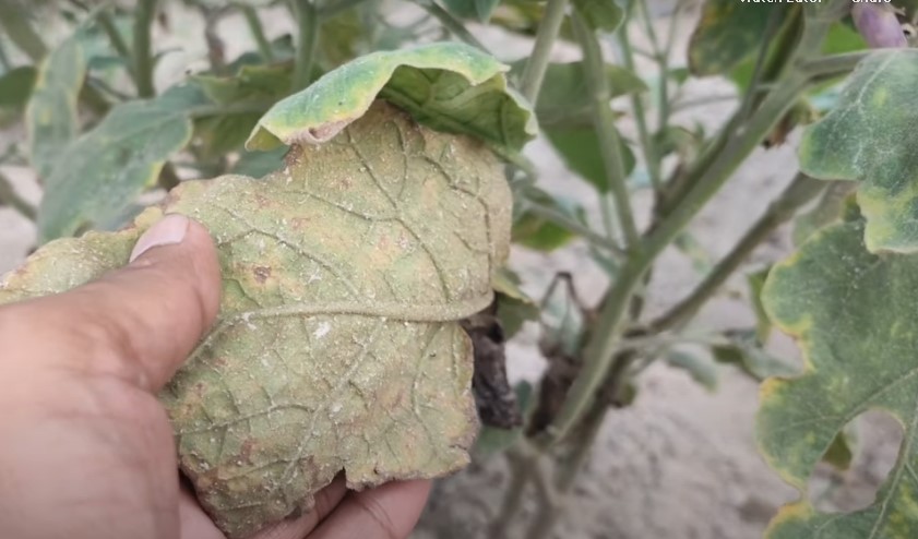 পোকার ছবি ৩